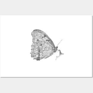 White Morpho Butterfly Posters and Art